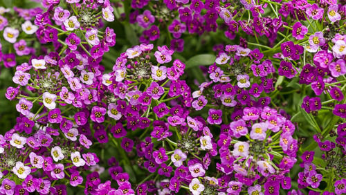 Eye Catching And Natural Alyssum Royal Carpet Purple Flower For Gardening