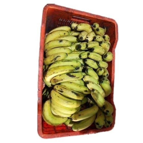 Fresh And Open Air Cultivated Sweet Yellowish Green Bananas Fruits