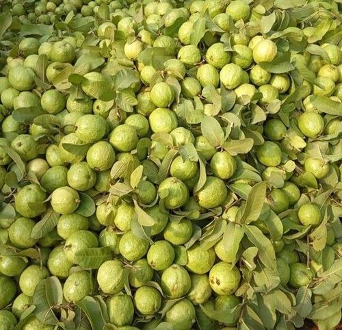 Fresh Sweet Taste Food Grade Open Air Cultivated Green Guava Fruit 