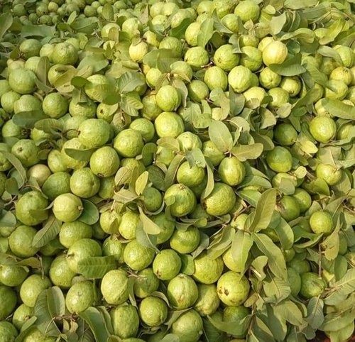 Common Fresh Sweet Taste Food Grade Open Air Cultivated Green Guava Fruit 