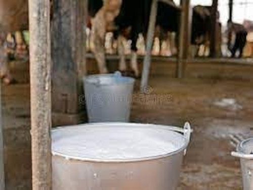 100% Fresh And Natural Pure Healthy Cow Milk Full Of Nutrients And Calcium