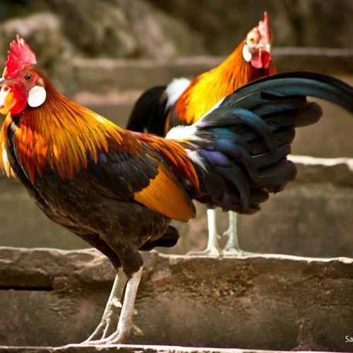 Brown And Black Combination Natural Healthy Live Country Chicken Gender: Male