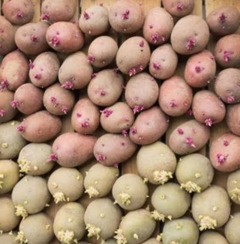 Healthy Natural Good Source Of Potassium Vitamins Nutritious Fresh Potatoes - Potato Seed, Firm Texture, Brown Color, 99% Purity, Shelf Life: 6 Months