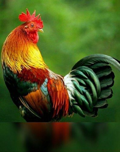 Multicolour Natural Country Live Chicken