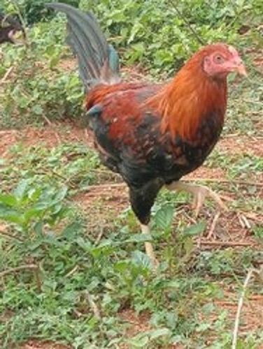 Brown Poultry Farm Live Healthy And Natural Proteins Vitamins Rich Country Chicken