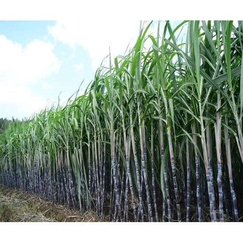 100% Natural And Pure Sweet Juicy Co238 Grade Sugarcane For Multiple Use