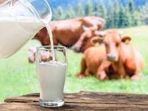 100% Pure And Healthy Fresh White Raw Cow Milk For All Age Group