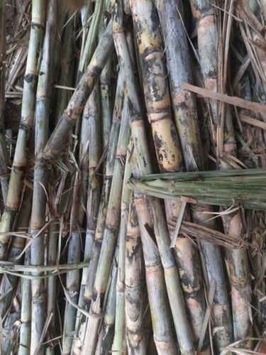 Green 100% Pure And Natural Fresh Sweet Co 1148 Grade Sugarcane For Making Sugar