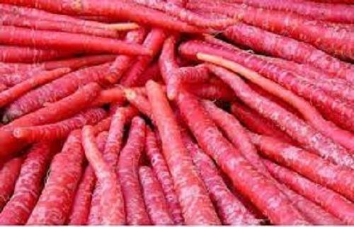 Natural And Fresh Nutritious Excellent Source Of Vitamins Red Carrot 