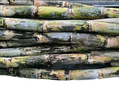 Natural And Pure Fresh Non Glutinous Sweet Co1148 Sugarcane 