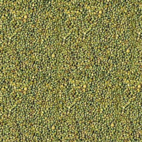 Natural Commonly Cultivated 100% Pure Green Millet 