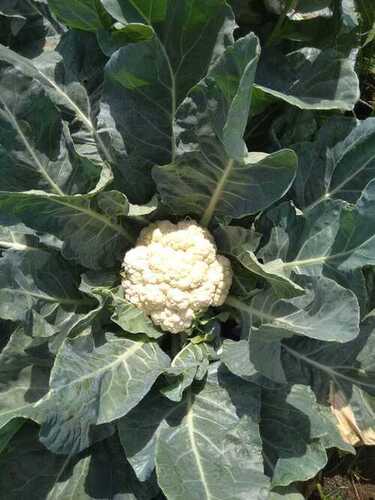 No Added Preservatives Healthy Natural And Easy To Digest Fresh Cauliflower