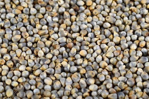 Organic Pearl Millet