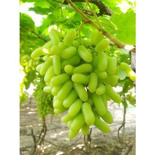 Common Oval Shape Good For Health Pesticide Free Vitamin C Fresh Green Grapes