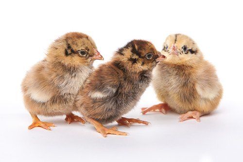 Broiler Properly Checked On Varied Industry Standards To Make Sure The Longer Life Multicolor Cornish Chicks