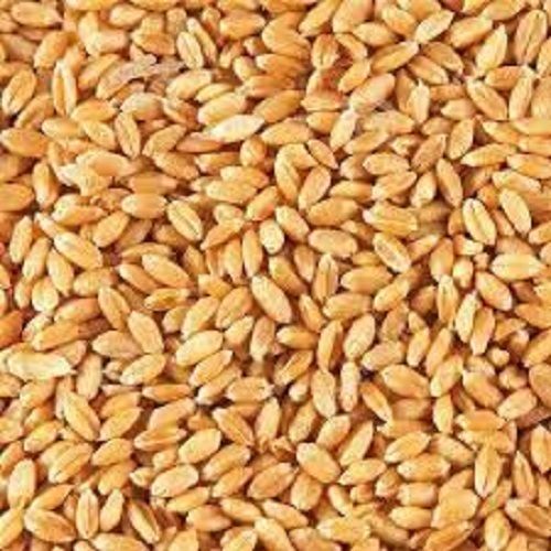 Chemical Free High In Fiber Hygienically Processed Healthy Brown Wheat Seeds