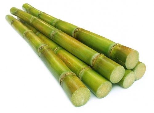 Green Natural And Fresh Sweet Juicy Protein 0.28 Gram Co82 Grade Sugarcane 