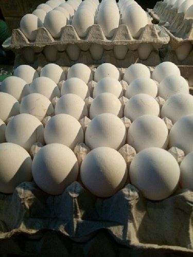 Healthy And Natural Taste With No Additional Preservatives White Eggs