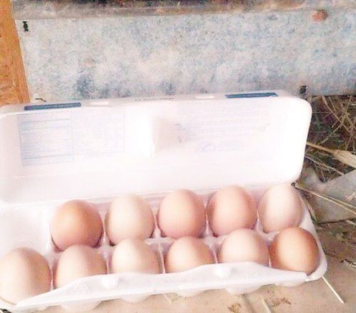 Healthy Natural Rich In Proteins And Vitamin White Fresh Brown Egg Egg Origin: Quail