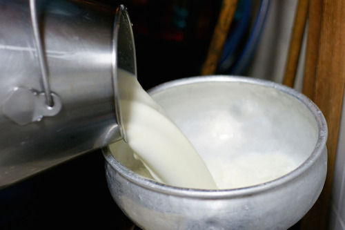 स्वस्थ प्रोटीन कैल्शियम और पोटेशियम से भरपूर ताजा शुद्ध स्वादिष्ट स्वस्थ स्वादिष्ट स्वाद गाय का दूध