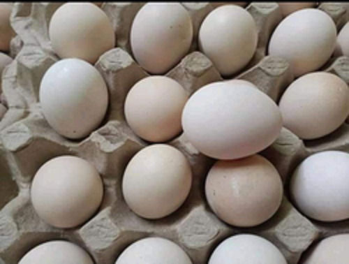 fresh eggs