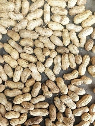 Rich In Protein Natural Healthy And Easy To Digest Brown Groundnut Seeds