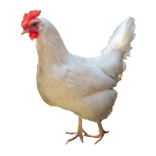 White Natural Live Chicken