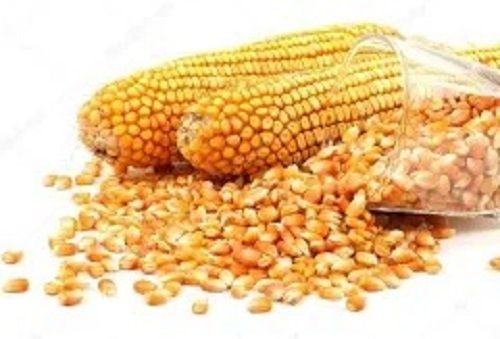 100% Pure And Natural Yellow Dried Grain Food Grade Corn For Cooking Purposes