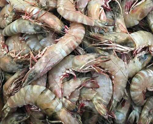 Filament Fresh Shrimp For Restaurant Usage, Highly Nutritious, 2 Kg Per Pack