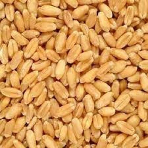 Hygienically Processed Chemical Free High In Fiber Healthy Brown Wheat Seeds