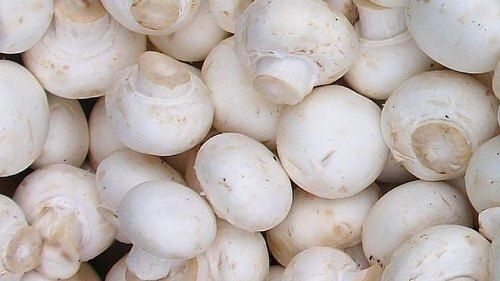 A Grade 100 Percent Purity High In Vitamins and Minerals Healthy Edible Fresh Mushroom