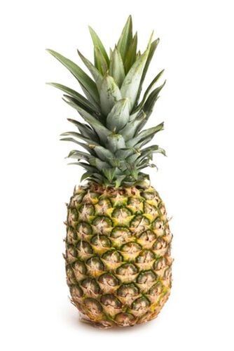 A Fruit Consisting Of Many Berries Common That Have Grown Together Pineapple 