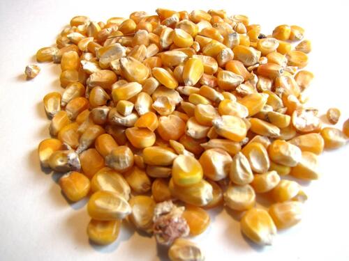 Dietary Dried Common Fiber Healthy Maize Grain 