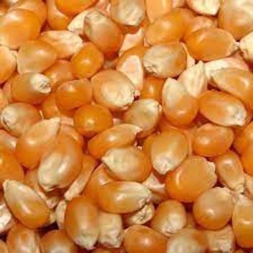 High Protein Fiber Nutritious Best Quality Yellow Hybrid Maize Raw Corn Seeds