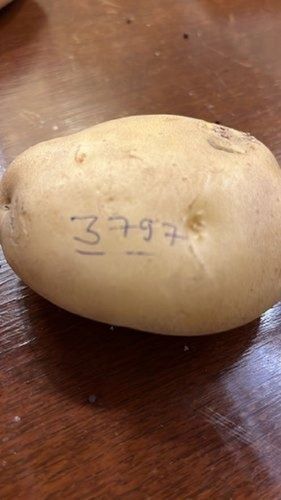 1 Kilogram Packaging Size Natural And Fresh Potatoes