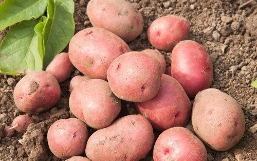 1 Kilogram Packaging Size Natural And Fresh Red Potatoes 