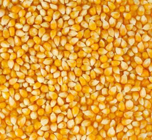 रिच प्रोटीन स्वीट फ्लेवर पचाने में आसान प्राकृतिक और ताजा मक्के के बीज