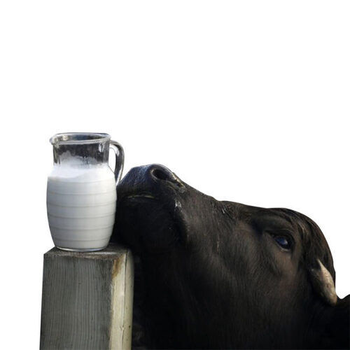 100 Percent Fresh Quality And Natural Original Flavor Buffalo Milk, 1 Liter Age Group: Adults