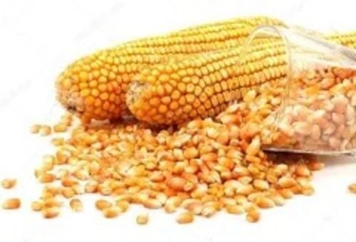 Rich In Fiber Vitamins Minerals Yellow Dry Grain Corn Maize Seeds