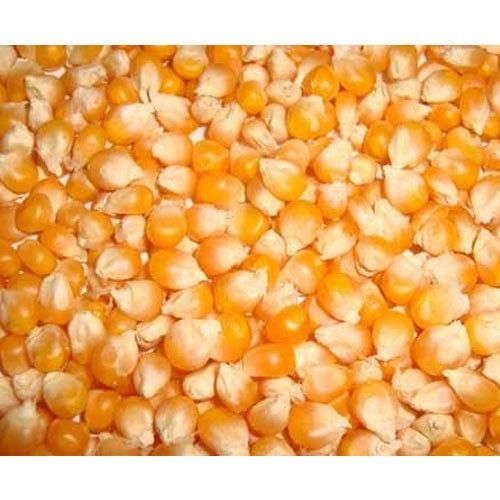 Common Yellow Color 100 % Pure Sweet And Natural Food Grade Maize Seed For Cooking Use