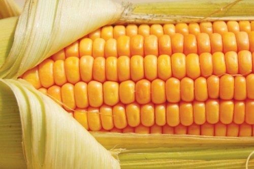 Pure Yellow Agriculture Grade Yellow Maize Corn Seeds