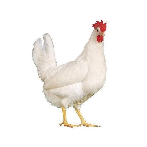 White Healthy Broiler Live Chicken Gender: Both