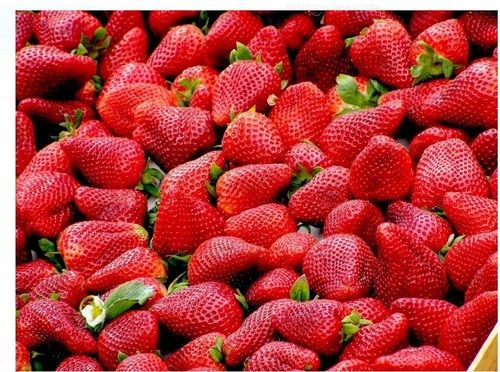 100% Natural Delicious Taste Non-glutinous Round New Land Red Strawberries