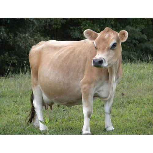 Brown Healthy Jersey Cow Gender: Female