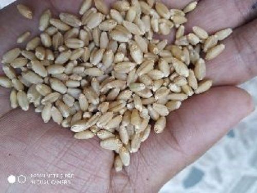 Healthy And Natural Hygienically Processed Chemical Free High In Fiber Brown Wheat Seeds