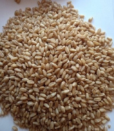 Hygienically Processed Healthy And Natural High In Fiber Chemical Free Brown Wheat Seeds