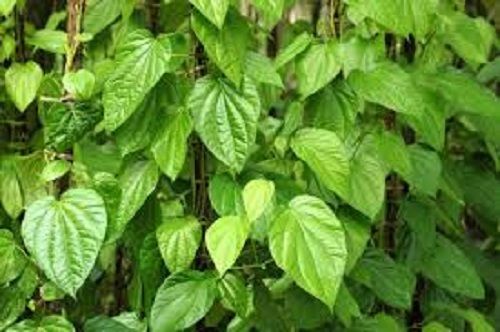 Aromatic Rich Flavor Mild Stimulant Mouth Freshener Fresh Green Betel Leaves