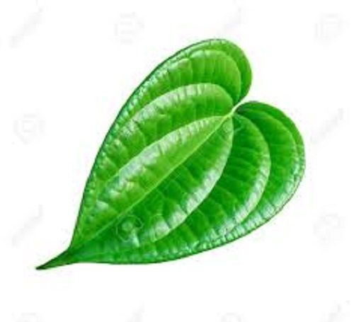 Plant Aromatic Rich Flavor Mild Stimulant Mouth Freshener Natural Fresh Green Betel Leaves