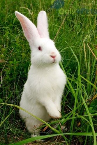 Indian Origin Live White Rabbit  Gender: Both