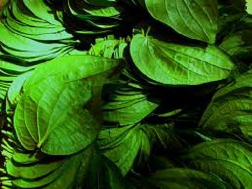 Natural Fresh Rich Flavor Mild Stimulant Mouth Freshener Aromatic Green Betel Leaves